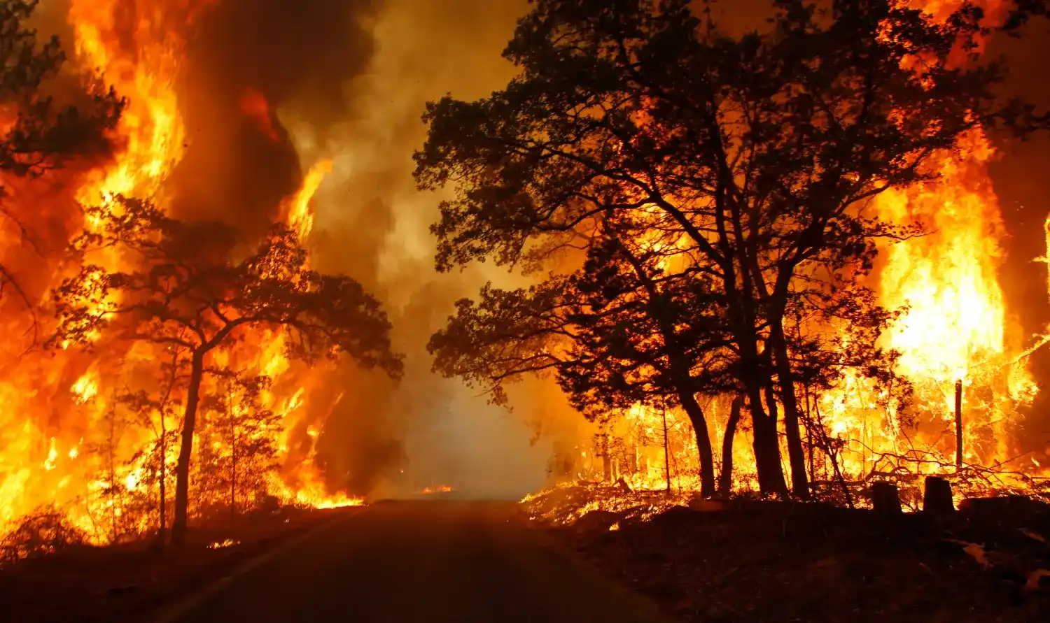 Natural Disaster Preparedness Review